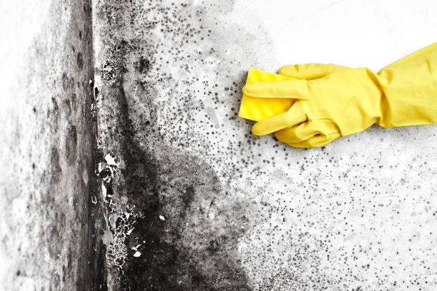 Best Emergency Mold Remediation  in Stewartville, AL