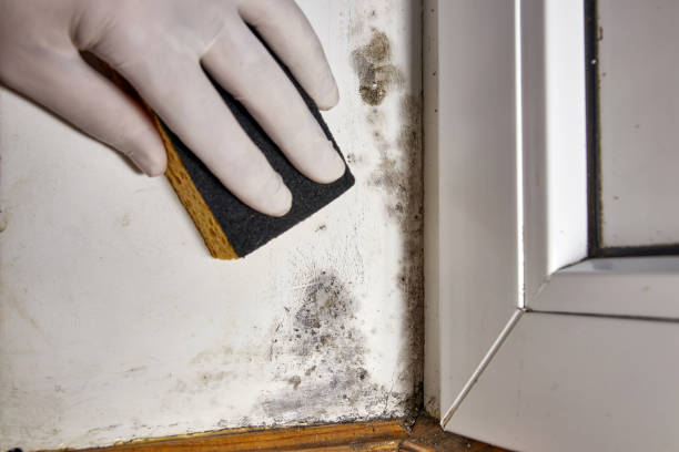 Best Industrial Mold Remediation  in Stewartville, AL