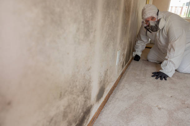 Best Mold Odor Removal Services  in Stewartville, AL
